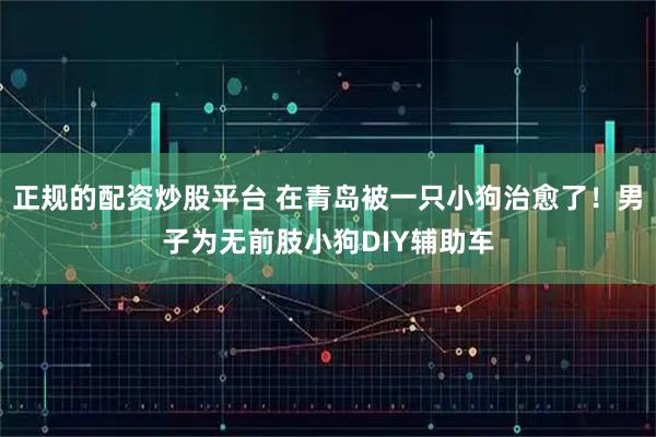 正规的配资炒股平台 在青岛被一只小狗治愈了！男子为无前肢小狗DIY辅助车